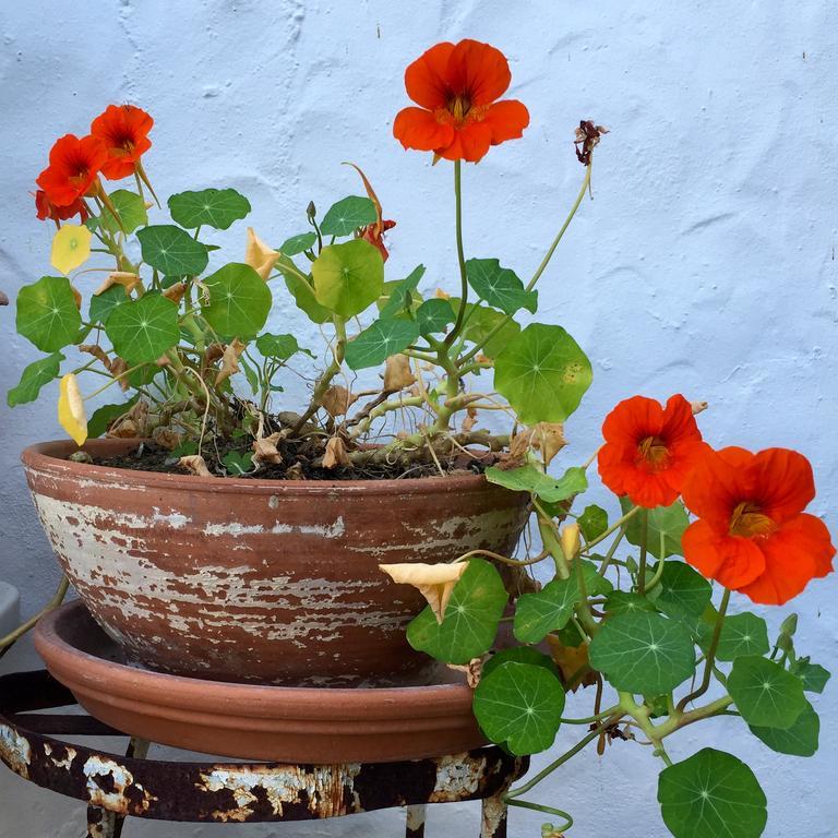 Rancho Del Ingles Bed & Breakfast Alhaurín de la Torre Dış mekan fotoğraf